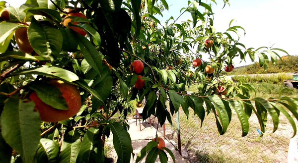 Продам дом, Гоголя ул, Белореченск г, 0 км от города