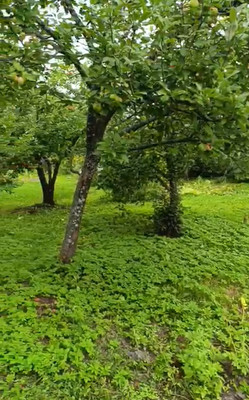 Продам дом, 13-я линия ул, Пески тер. СНТ, 0 км от города