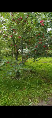 Продам дом, 13-я линия ул, Пески тер. СНТ, 0 км от города