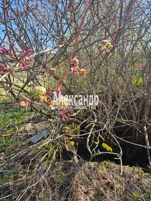 Продам участок 15 соток, ИЖС, Ихоярвенкюля п, 200 км от города