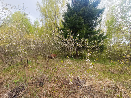 Продам дом, 53, ТСН Свитино тер, 0 км от города