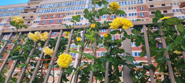 Продам двухкомнатную (2-комн.) квартиру, Западный Обход ул, 39/2, Краснодар г