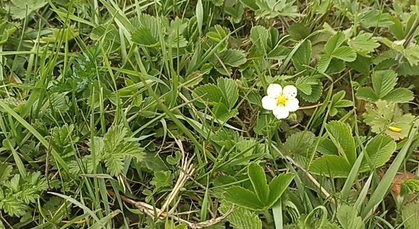 Продам участок 20,1 соток, ИЖС, Крестьянская ул, Абадзехская ст-ца, 0 км от города