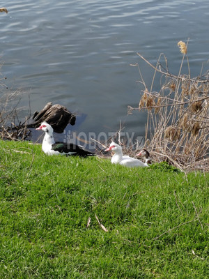 Продам дом, Колхозная ул, 39, Скобелевская ст-ца, 0 км от города