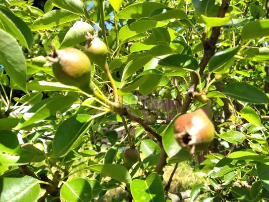 Продам дом, Демьяна Бедного ул, 5, Ильский пгт, 0 км от города