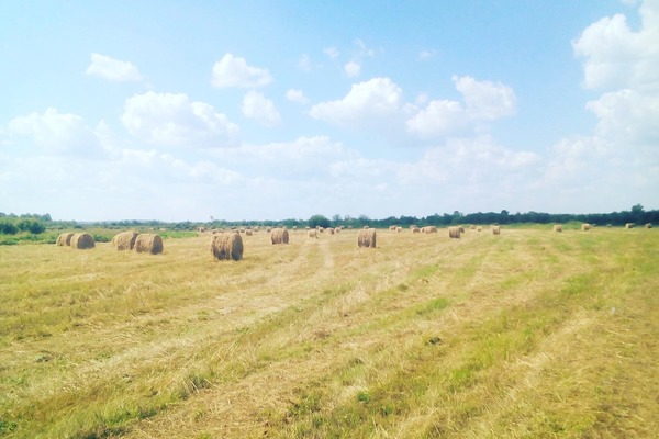 Продам землю для коммерческого использования 35 000 соток, ЛПХ, Восточная ул, 25, Замараевское д