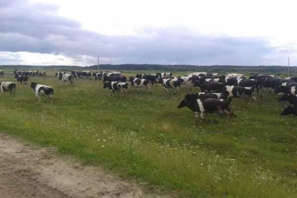 Продам землю для коммерческого использования 35 000 соток, ЛПХ, Восточная ул, 25, Замараевское д