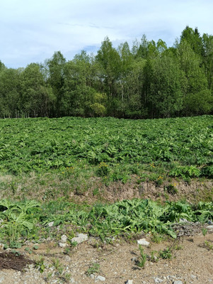 Продам участок 10,3 соток, ИЖС, Мира ул, Выльгорт с, 0 км от города