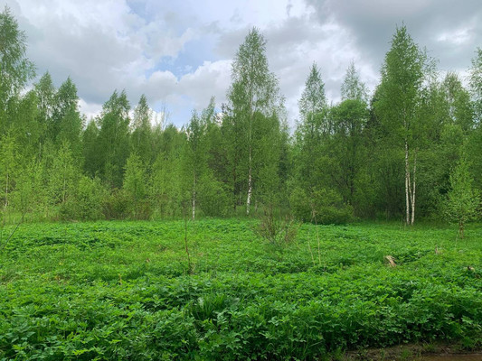 Продам участок 32 соток, ИЖС, Путилово с, 0 км от города