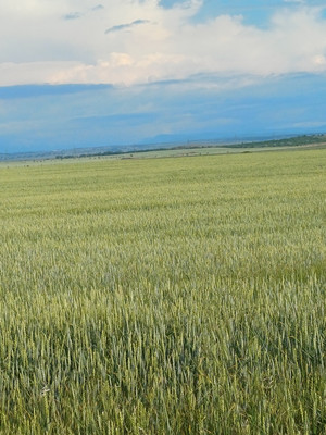 Продам участок 8 соток, ИЖС, Крымская ул, 89, Табачное с, 0 км от города