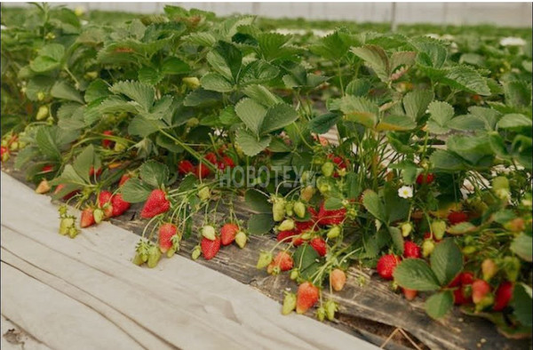 Продам дом, Кимовская ул, 91, Вперед с, 0 км от города