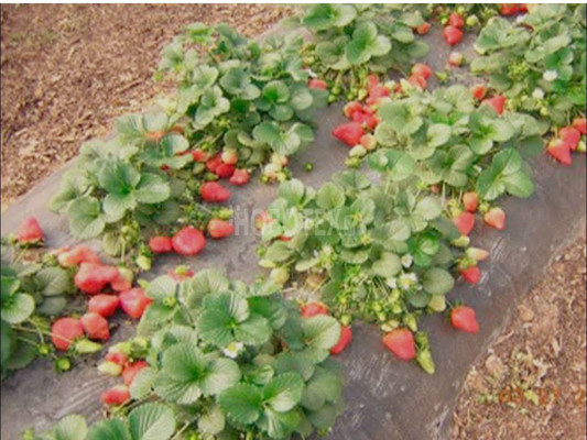 Продам дом, Кимовская ул, 91, Вперед с, 0 км от города