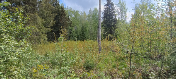 Продам участок 12 соток, Фермерское хоз., Луч тер. СНТ, Борисова Грива массив, 0 км от города