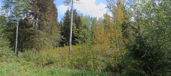 Продам участок 12 соток, Фермерское хоз., Луч тер. СНТ, Борисова Грива массив, 0 км от города