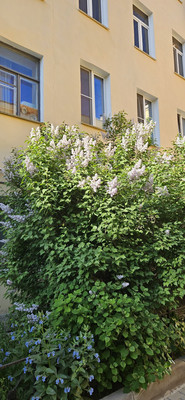 Продам двухкомнатную (2-комн.) квартиру, Вознесенский пр-кт, 49, Санкт-Петербург г