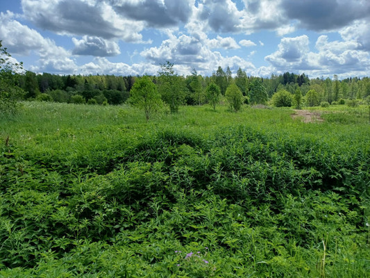 Продам участок 50 соток, ИЖС, Глебово д, 0 км от города