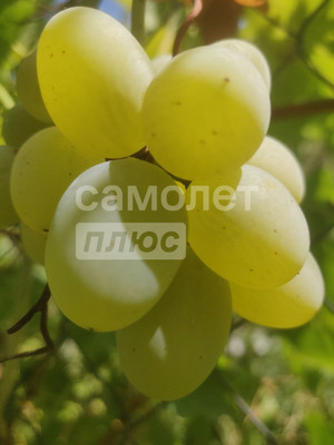 Продам землю для коммерческого использования 18 соток, Фермерское хоз., Красная ул, Протичка х