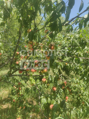 Продам землю для коммерческого использования 18 соток, Фермерское хоз., Красная ул, Протичка х