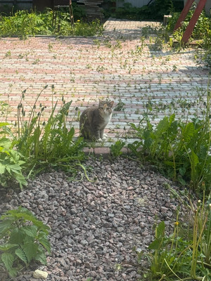 Продам дом, Песочная ул, 17, Высокоключевой п, 0 км от города