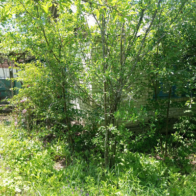 Продам дом, Центральная (Машиностроитель тер. СНТ) ул, 4, Майкоп г, 0 км от города