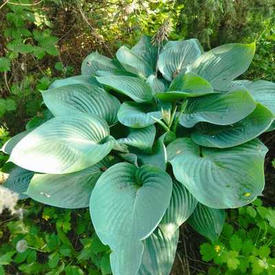 Продам дачу в поселке СНТ Березка, Березка тер. СНТ, Городище д, 55 км от города