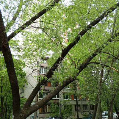 Продам однокомнатную (1-комн.) квартиру, Дачный пр-кт, 16к6, Санкт-Петербург г