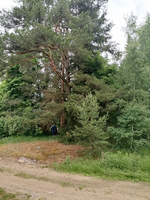 Продам участок 12 соток, ИЖС, Бусловская ул, Яшино п, 131 км от города