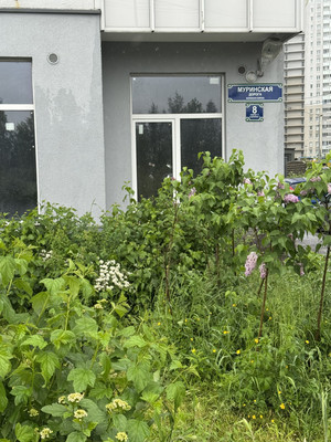 Сдам однокомнатную (1-комн.) квартиру, Муринская дор, 8к2, Санкт-Петербург г