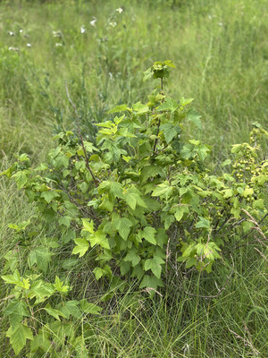Продам участок 15 соток, ИЖС, Сурская ул, 8, Муравьевка п, 0 км от города