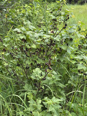 Продам участок 15 соток, ИЖС, Сурская ул, 8, Муравьевка п, 0 км от города