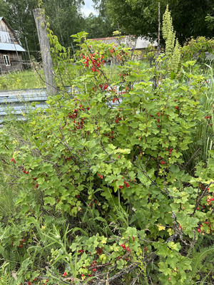 Продам участок 15 соток, ИЖС, Сурская ул, 8, Муравьевка п, 0 км от города