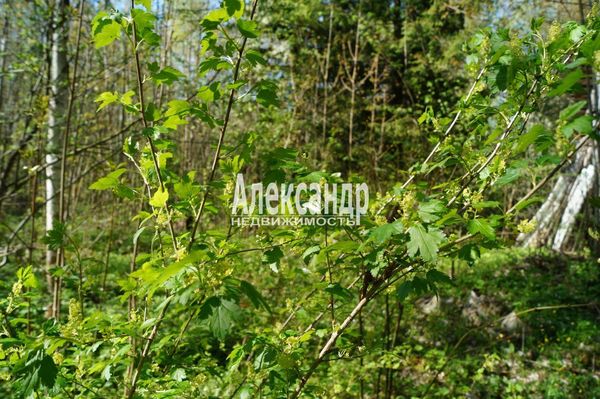 Продам участок 10 соток, Садоводство, Мыза д, 100 км от города