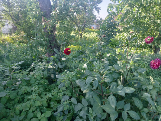 Продам участок 11 соток, ИЖС, Калинина ул, Новотитаровская ст-ца, 0 км от города