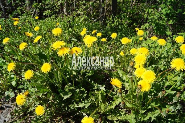 Продам участок 10 соток, Садоводство, 491, СНТ Надежда массива Нечеперть тер, 100 км от города