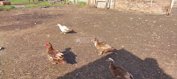 Продам дом, Вишневая ул, 20, Нововладимировская ст-ца, 0 км от города