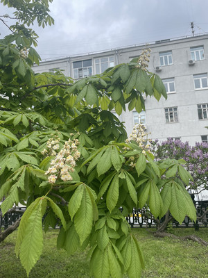 Продам двухкомнатную (2-комн.) квартиру, Никитский б-р, 25, Москва г