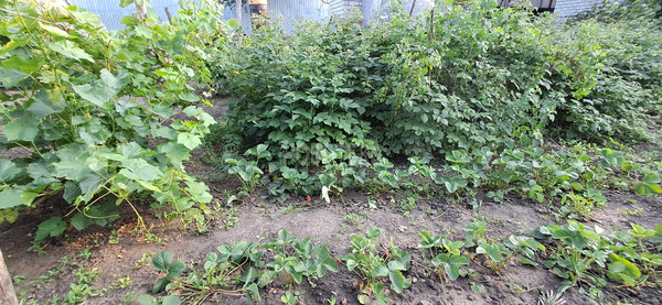 Продам дом, Уманская ул, 11, Каневская ст-ца, 0 км от города