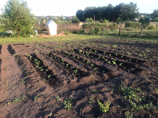 Продам участок 8 соток, Фермерское хоз., СДТ Урожайное тер, 0 км от города