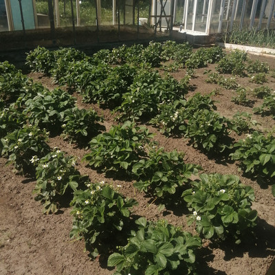 Продам дачу, Лотос тер. СНТ, 19, Дзержинск г, 0 км от города