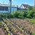 Продам дачу, Весна тер. СНТ, 8а, Новосибирск г, 1 км от города
