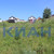 Продам участок 12 соток, Фермерское хоз., Горизонт тер. ДНТ, Солонцы п, 0 км от города