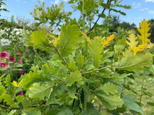 Продам дачу, 292, Котельщик снт, 0 км от города