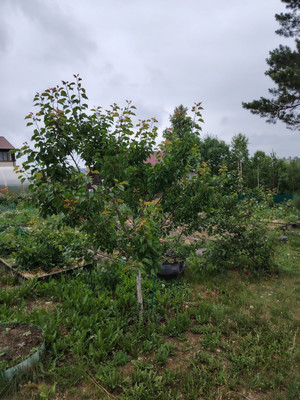 Продам дачу, 250, Багульник тер. СНТ, 0 км от города