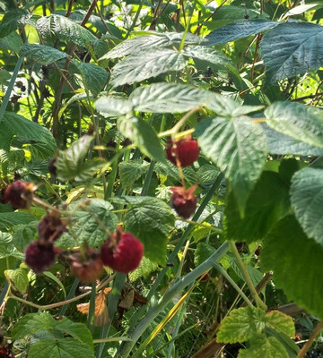 Продам дачу, 52, Жарки-2 тер. СНТ, 0 км от города