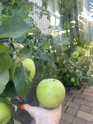 Продам дом, Читательская ул, Ростов-на-Дону г, 0 км от города