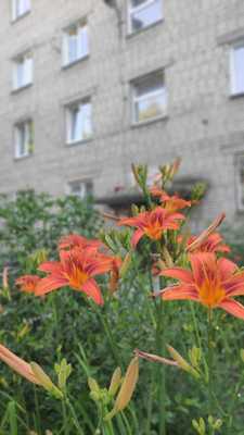 Продам двухкомнатную (2-комн.) квартиру, Зорге ул, 44, Новосибирск г