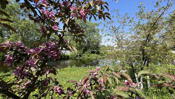 Сдам однокомнатную (1-комн.) квартиру, Шевченко ул, 18к3, Всеволожск г