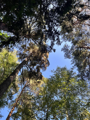 Продам участок 13,2 соток, ИЖС, Мытищинская ул, 7а, Троицкое с, 0 км от города