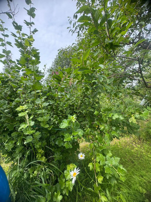 Продам дом, Бассейная (Движенец тер. СНТ) линия, 56, Михайловский массив, 0 км от города