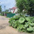 Продам участок 6 соток, Фермерское хоз., Чапаевка ул, 205, Кубинка г, 0 км от города